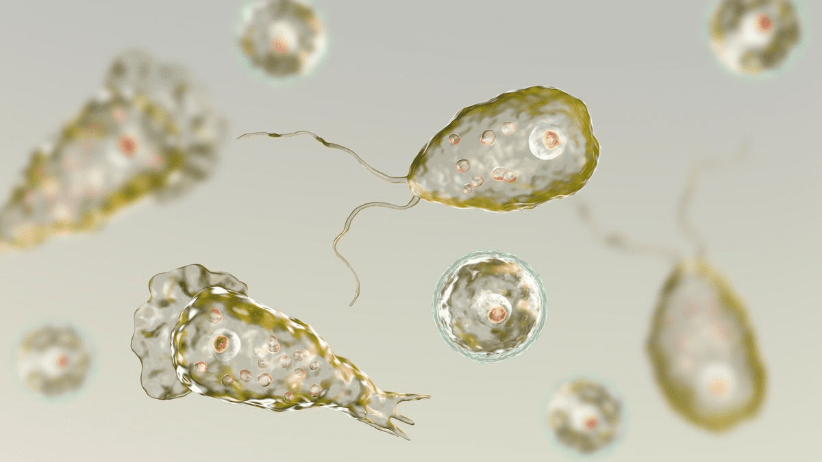 Brain Eating Amoeba
